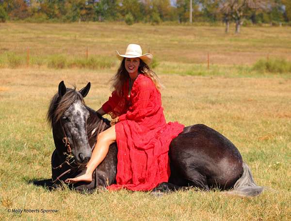 performance-draft-horse