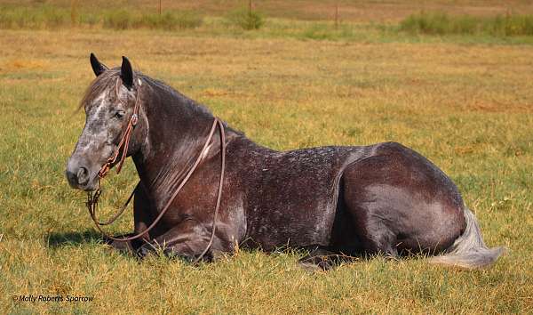 ridden-english-draft-horse