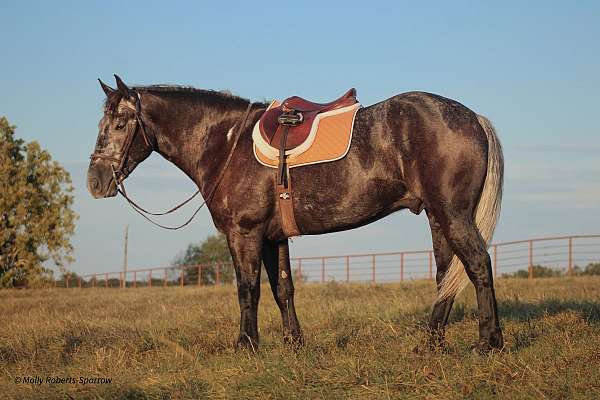 ridden-western-draft-horse