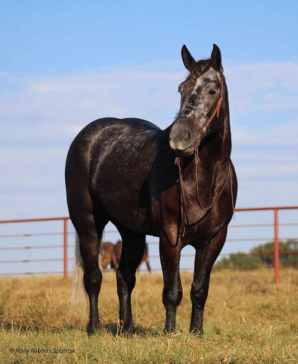 show-draft-horse