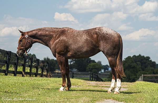 athletic-quarter-horse