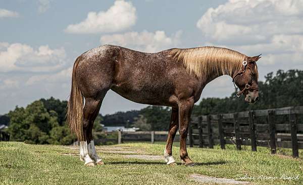 flashy-quarter-horse