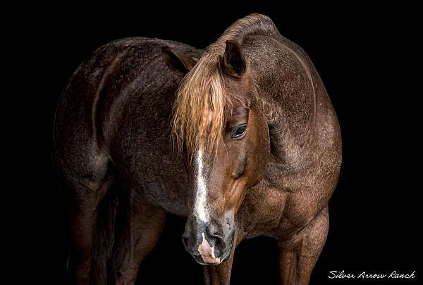 jumping-quarter-horse