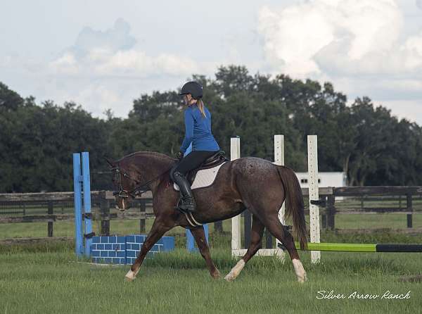 parade-quarter-horse