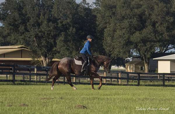 show-quarter-horse