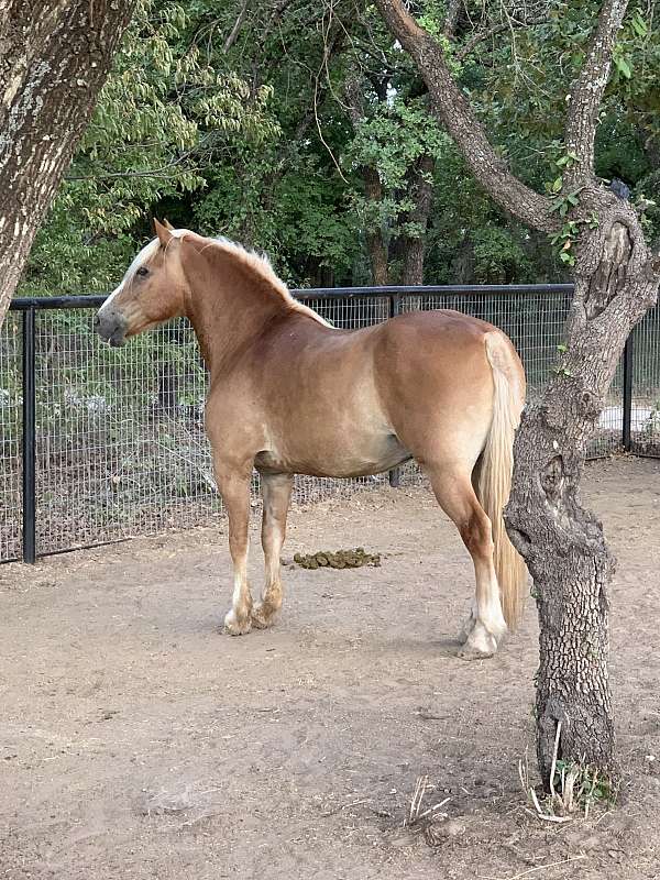 flashy-belgian-draft-horse