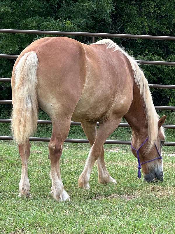 chestnut-belgian-draft-gelding