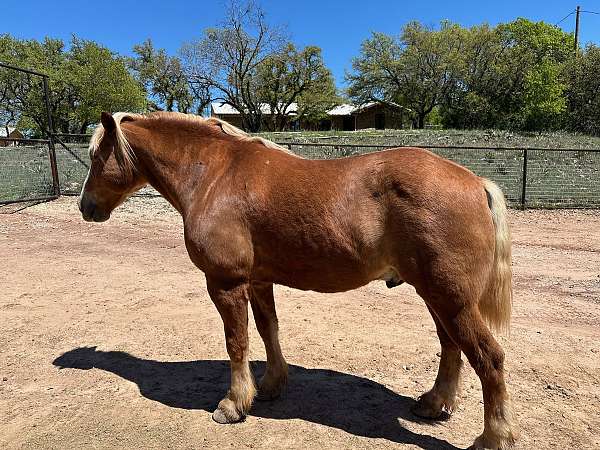 chestnut-belgian-draft-for-sale