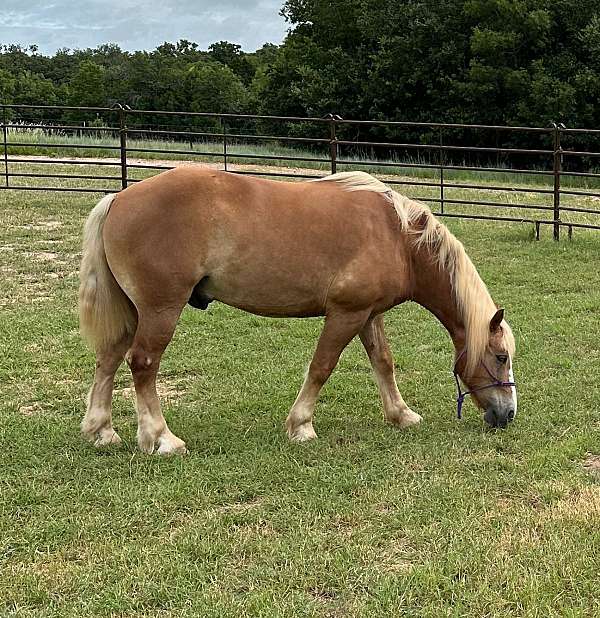 chestnut-belgian-draft-horse