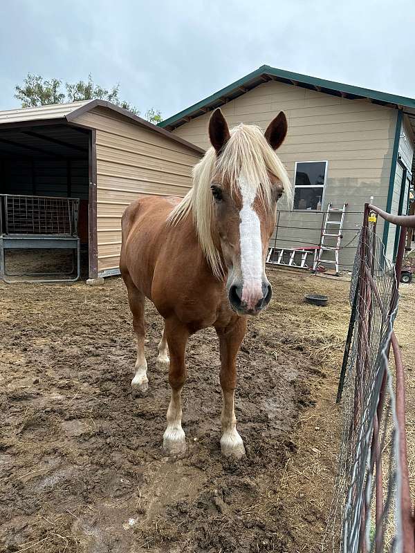 flaxen-mane-belgian-draft-horse