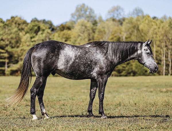 athletic-quarter-horse