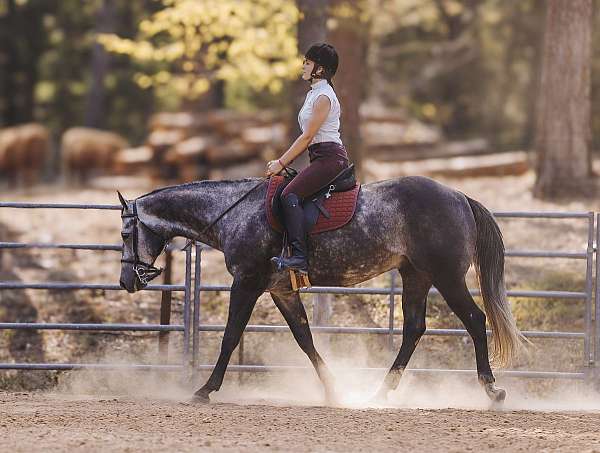 parade-quarter-horse