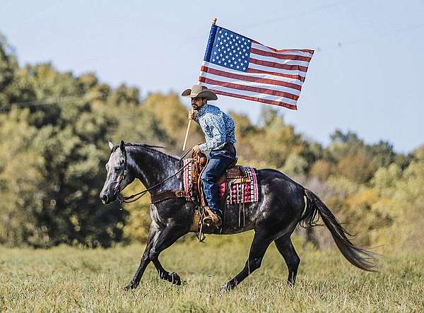 ridden-english-quarter-horse