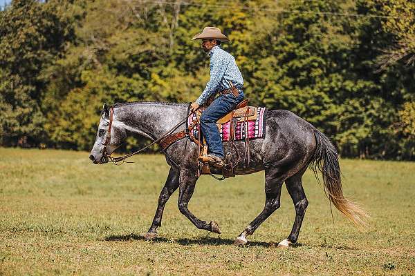 ridden-western-quarter-horse