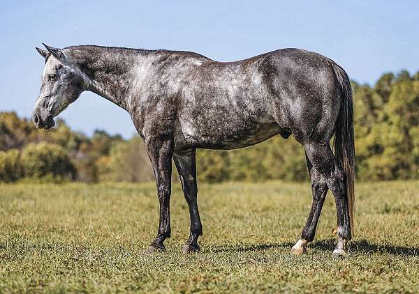 roping-quarter-horse