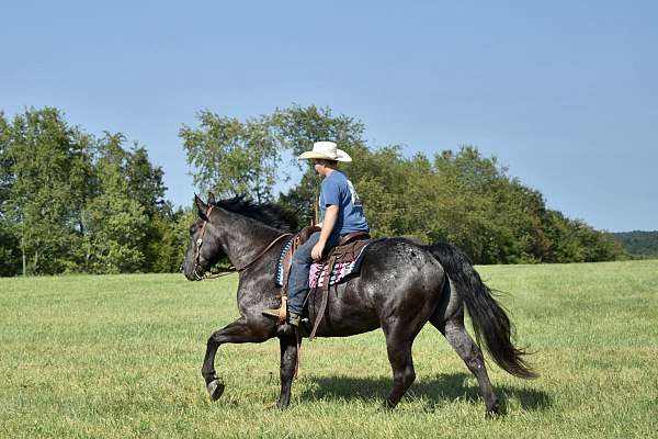 beginner-percheron-horse