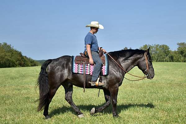 athletic-percheron-horse