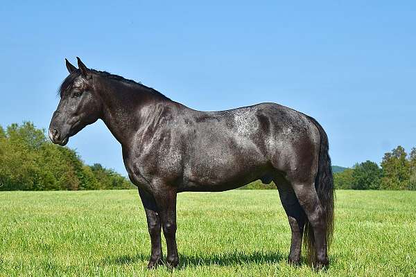 driving-percheron-horse