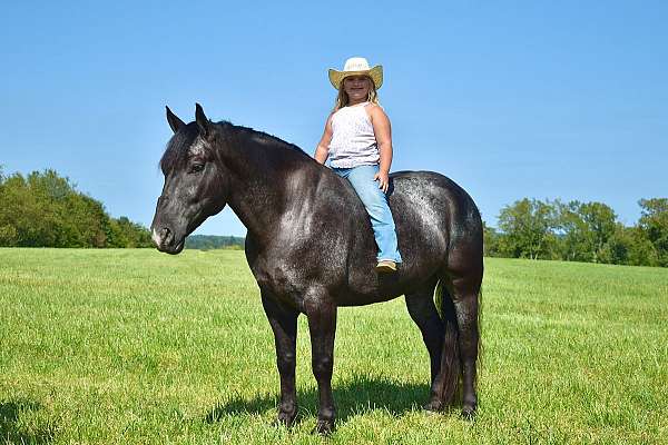 flashy-percheron-horse