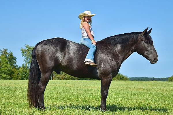 parade-percheron-horse