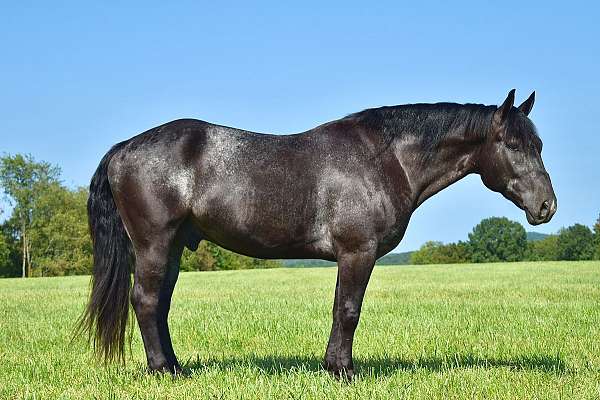 performance-percheron-horse