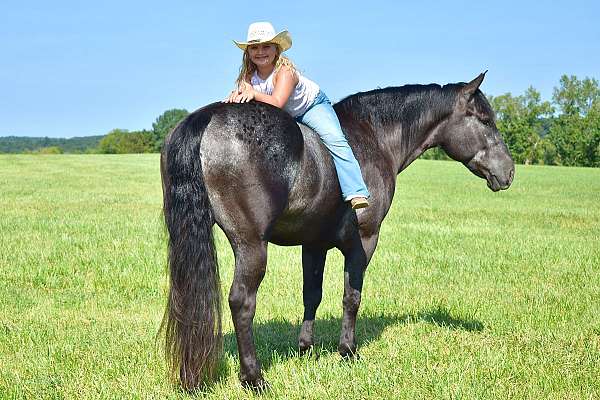 ranch-work-percheron-horse