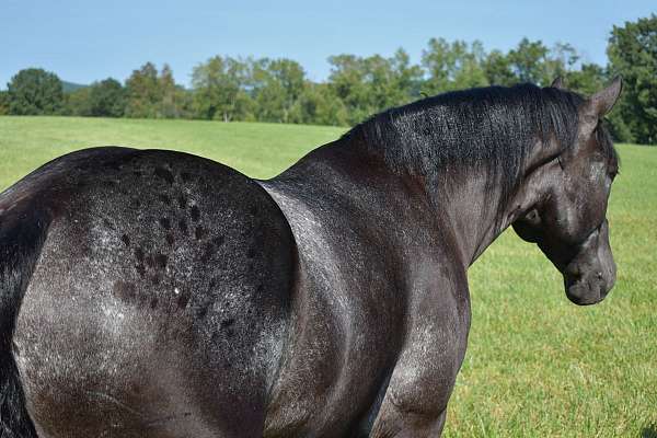 roping-percheron-horse