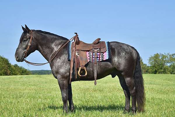 show-percheron-horse