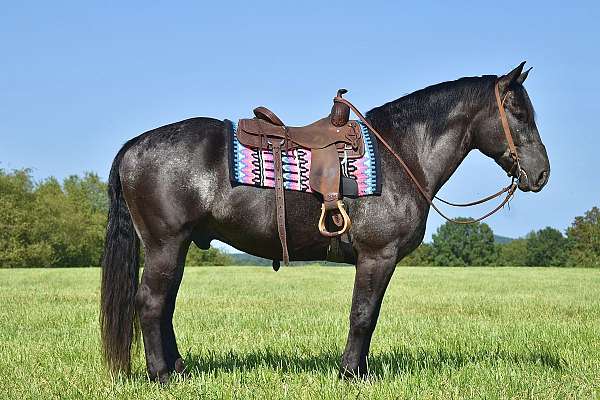 trail-percheron-horse