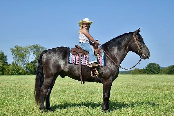 trail-riding-percheron-horse