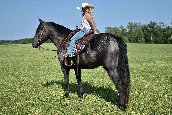 trick-percheron-horse