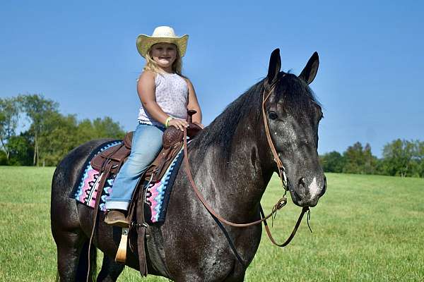 western-riding-percheron-horse