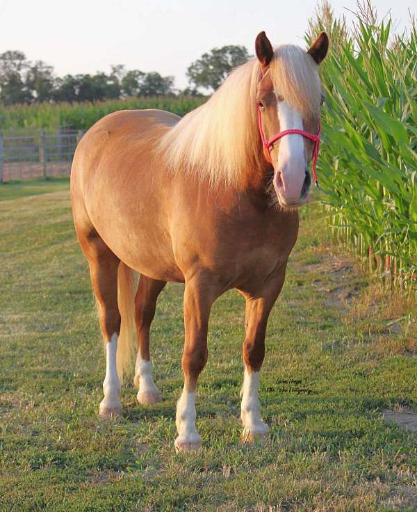 cross-draft-horse