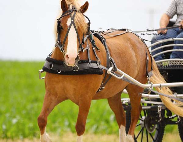 driving-draft-horse