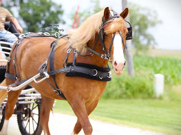 flashy-draft-horse