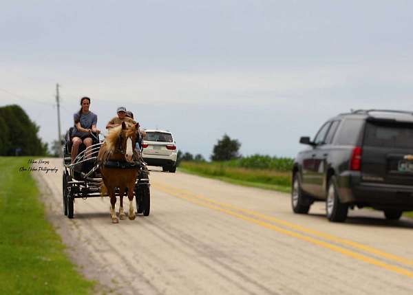 kid-safe-draft-horse