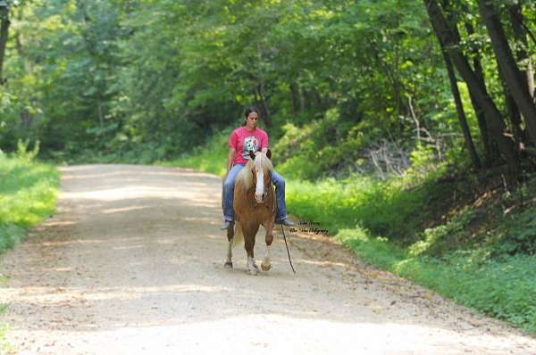 parade-draft-horse