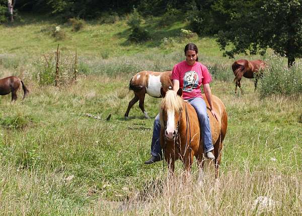 ranch-work-draft-horse