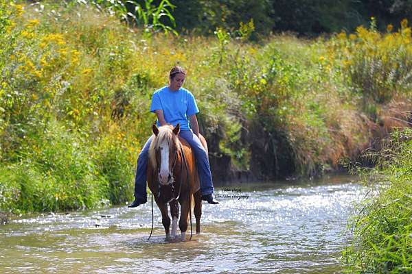 show-draft-horse