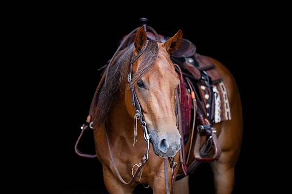 parade-quarter-horse