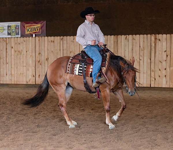 ranch-versatility-quarter-horse