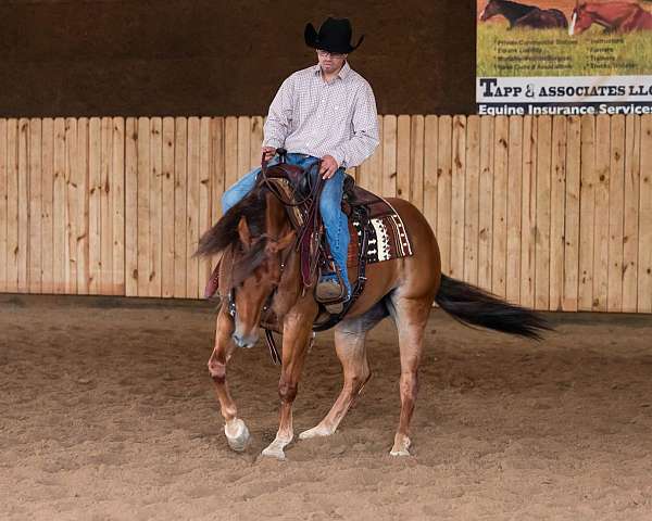 ranch-work-quarter-horse