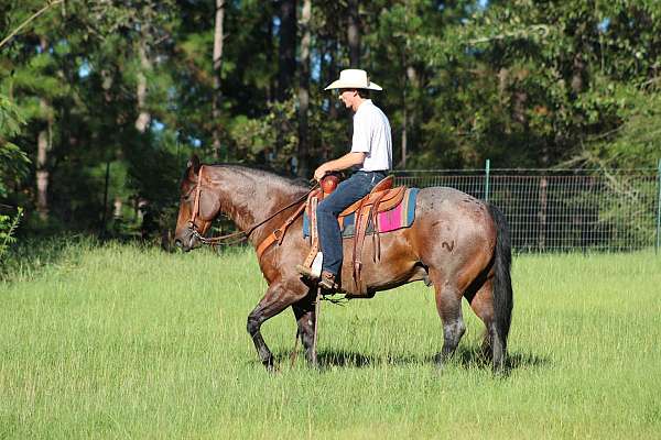 flashy-quarter-horse