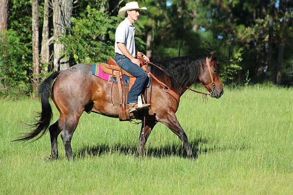 athletic-quarter-horse