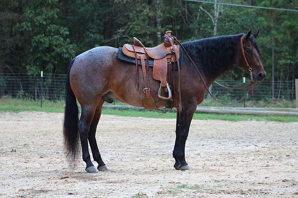 husband-safe-quarter-horse