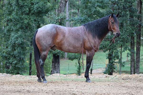 ranch-versatility-quarter-horse