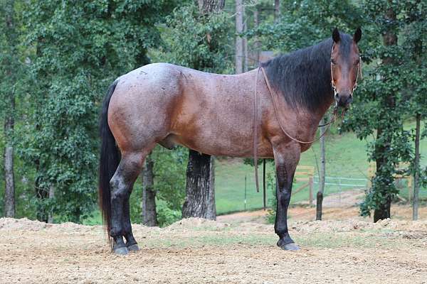 ranch-work-quarter-horse