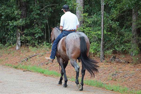 rodeo-quarter-horse