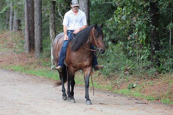 roping-quarter-horse