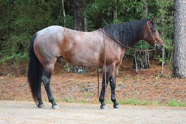 trail-riding-quarter-horse